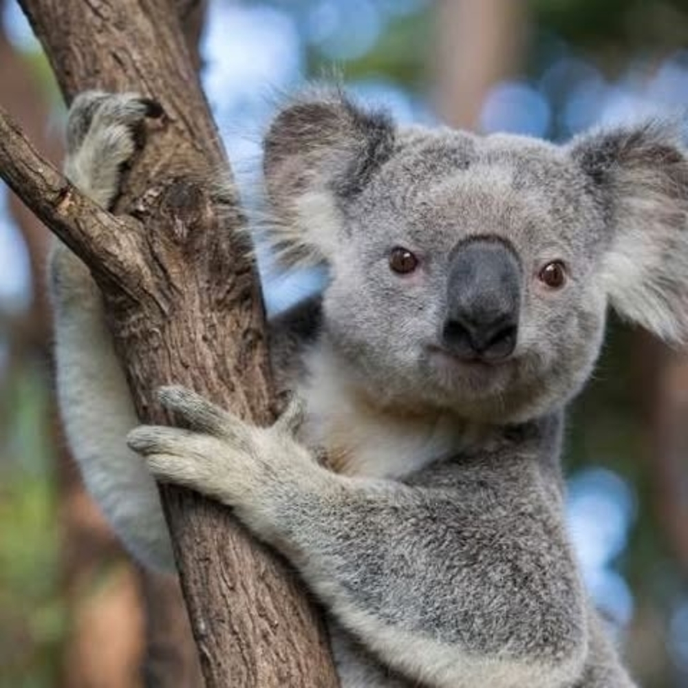 Meet your Posher, Rena